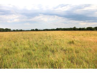 Property photo 19 - LAND AUCTION - 1,593+/- ACRES OFFERED IN 21 TRACTS IN OKMULGEE CO., OK